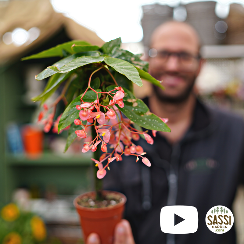 Begonia Corallina Tamaya (Alberello) - vaso Ø14 cm h 50