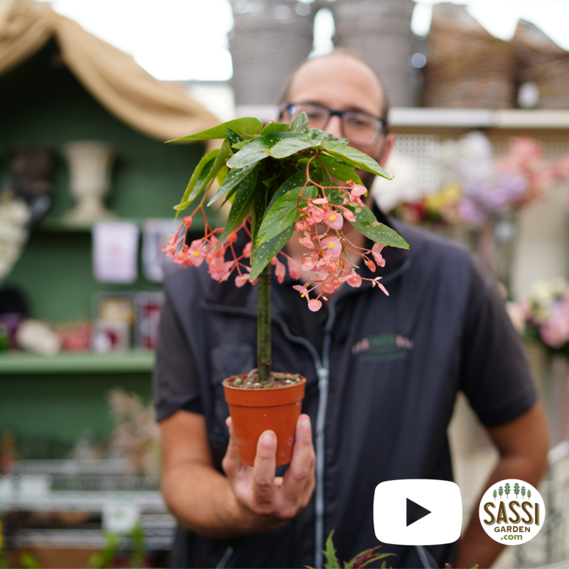 Begonia Corallina Tamaya (Alberello) - vaso Ø14 cm, h 50 cm
