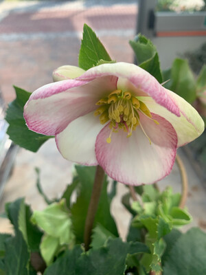 Helleboro Rosa Helleborus Picotee Elleboro vaso 17 xxl Helleboro Rosa Helleborus Picotee Elleboro vaso 17 xxl