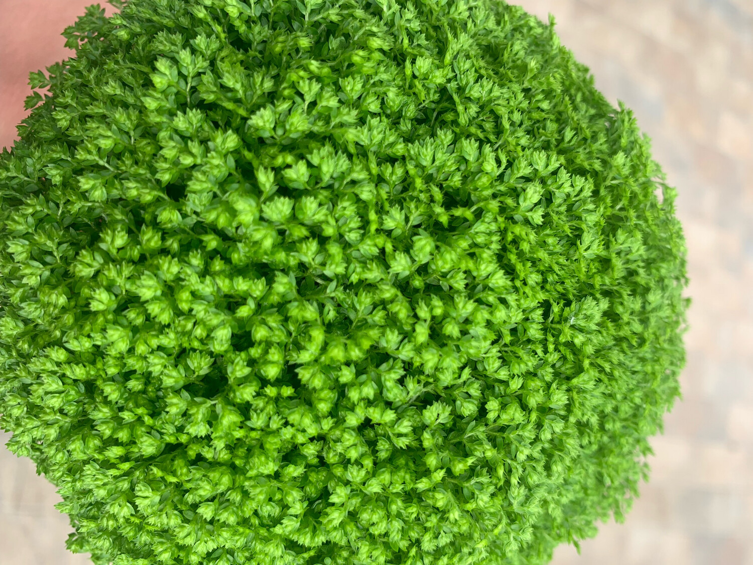 Selaginella apoda - vaso Ø6 cm