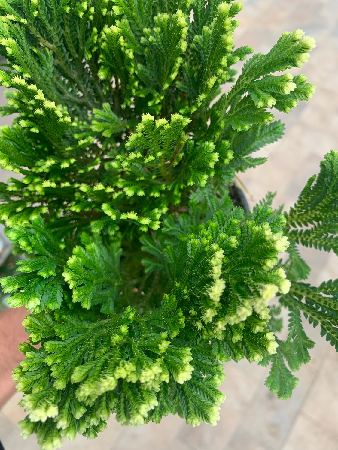 Selaginella martensii 'Jori' - vaso Ø15 cm Selaginella martensii 'Jori' - vaso Ø15 cm