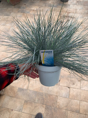 Festuca Glauca, Festuca azzurra - vaso Ø17 cm Festuca Glauca, Festuca azzurra - vaso Ø17 cm