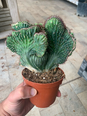 Marginatocereus marginatus &#39;Crestata&#39; - vaso Ø11 cm