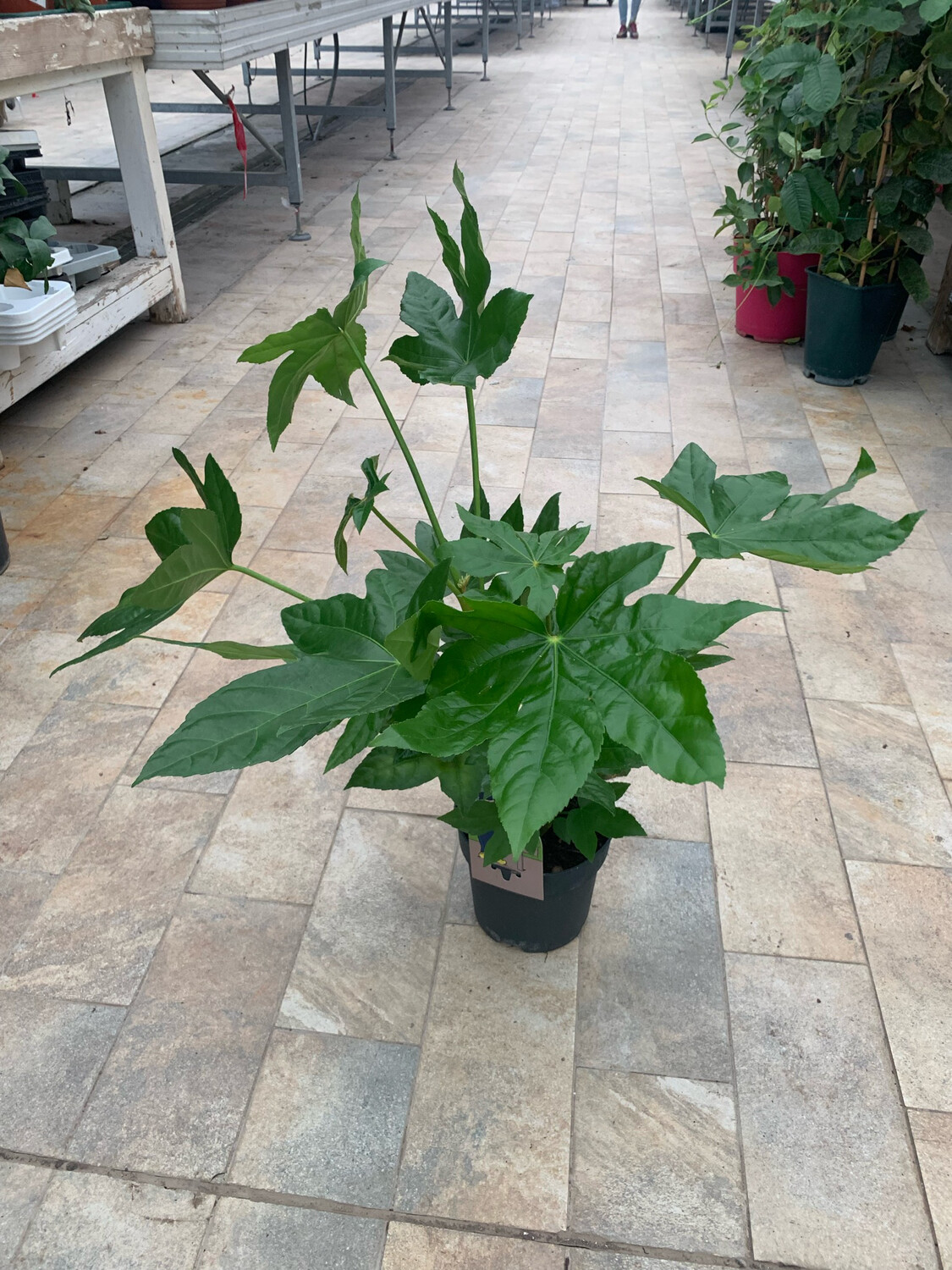 Fatsia Japonica, Fatsia del Giappone, Aralia - vaso Ø17 cm, h 40 cm