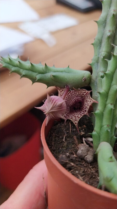 Stapelia Huernia Thuretii - vaso Ø5 cm