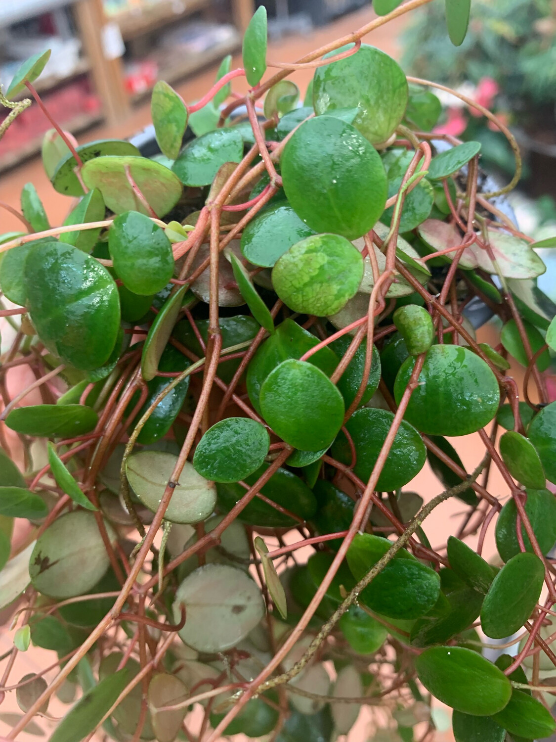 Peperomia ' Pepperspot ' - vaso 11 cm