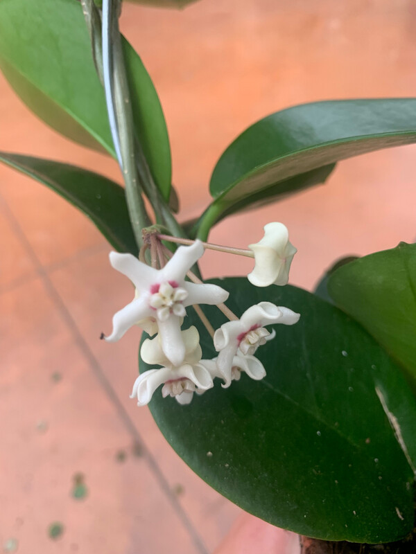 Hoya Australis, Fiore di Cera - vaso Ø12 cm, h 41 cm fuori vaso