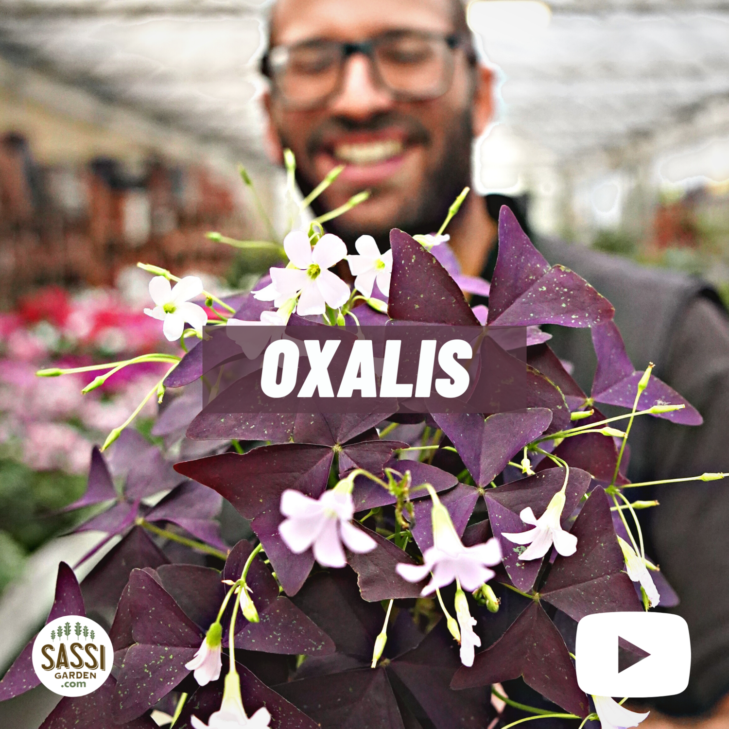 Oxalis Triangularis Mijke vaso 10 cm
