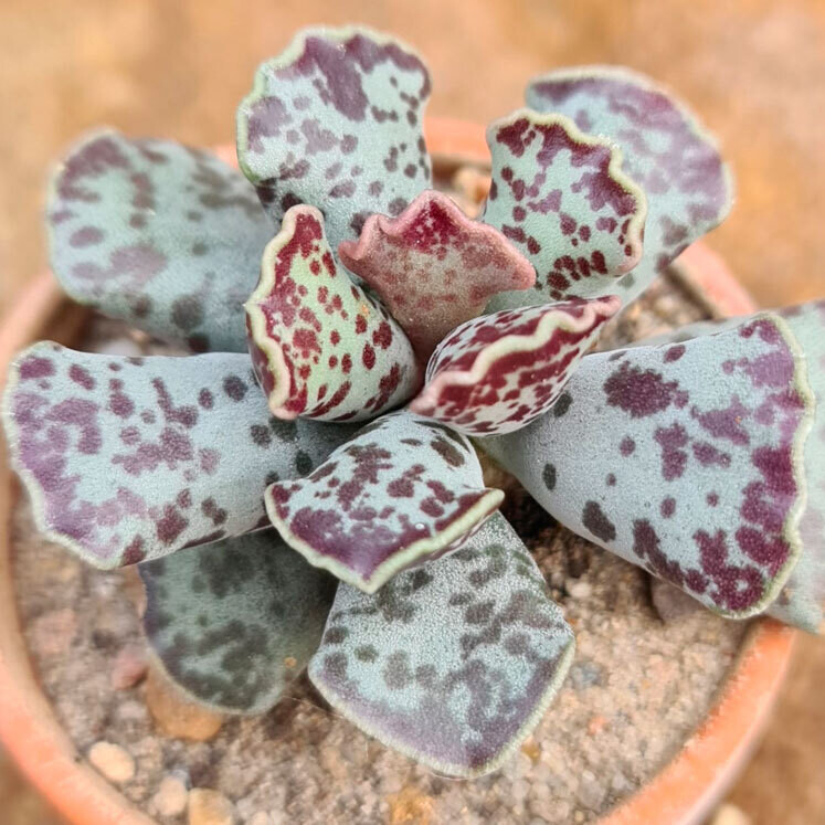 Adromischus cooperi, Pianta grassa - vaso Ø5,5 cm