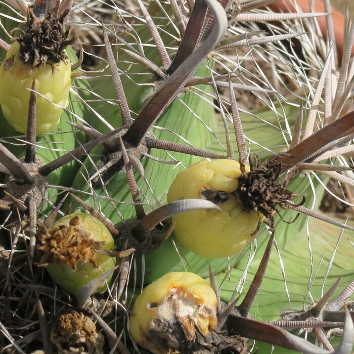 Ferocactus horridus var. brevispinus - vaso Ø10 cm