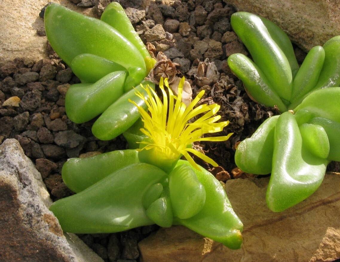 Glottiphyllum Neli vaso cm 8 aizoaceae