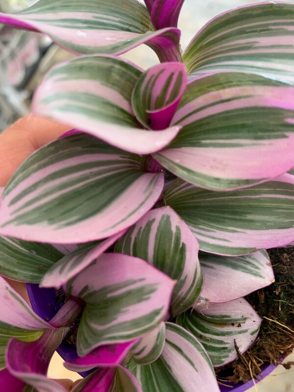 Tradescantia Nanouk, Erba Miseria, Tradescanzia - vaso Ø5,5 cm