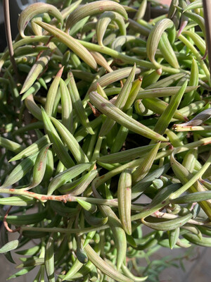 Pianta Rosario, Collana di Banane, Senecio radicans &#39;String of Bananas&#39; - vaso Ø8 cm