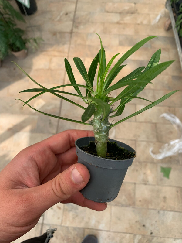 Pachypodium lamerei, Palma del Madagascar - vaso Ø5 cm Pachypodium lamerei, Palma del Madagascar - vaso Ø5 cm