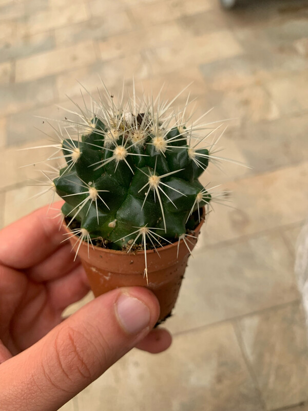 Echinocactus grusonii, Cuscino della Suocera, Cactus - vaso Ø5 cm