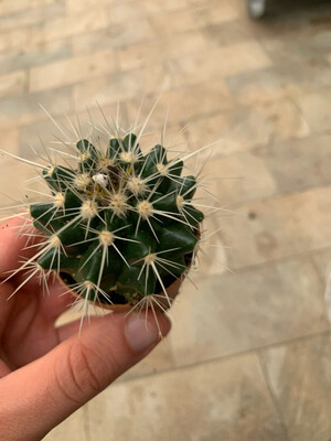 Echinocactus grusonii, Cuscino della Suocera/Cactus - vaso Ø 5cm