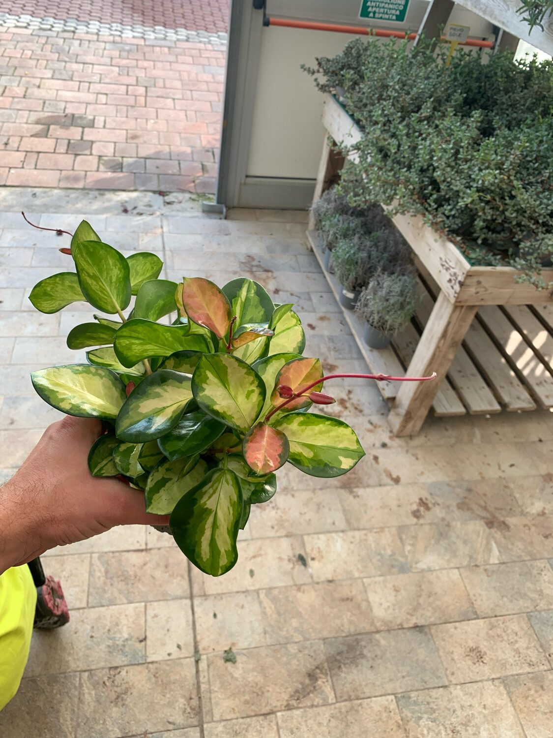 Hoya Australis Lisa, Fiore di Cera - vaso Ø12 cm