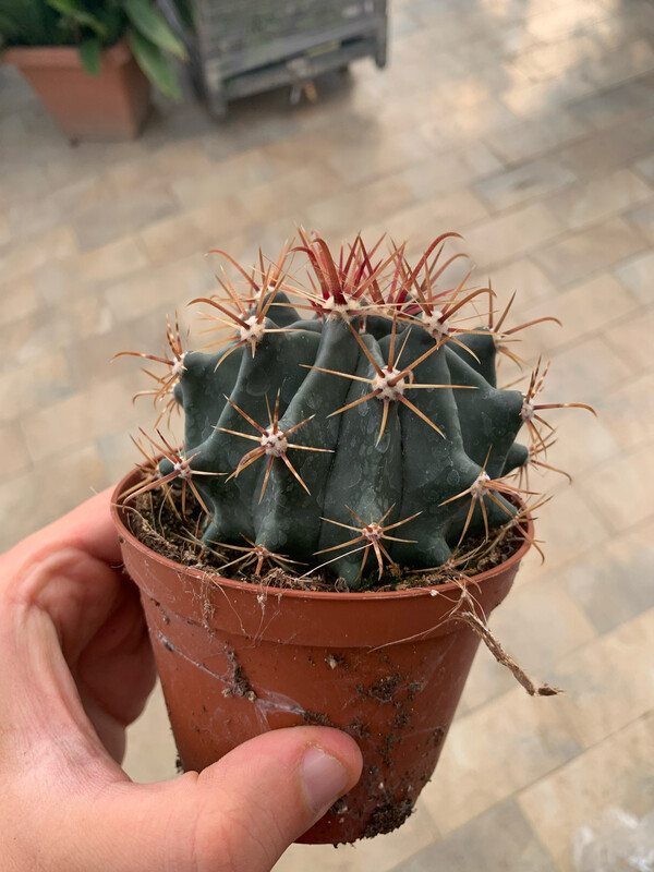 Ferocactus horridus var. brevispinus - vaso Ø10 cm