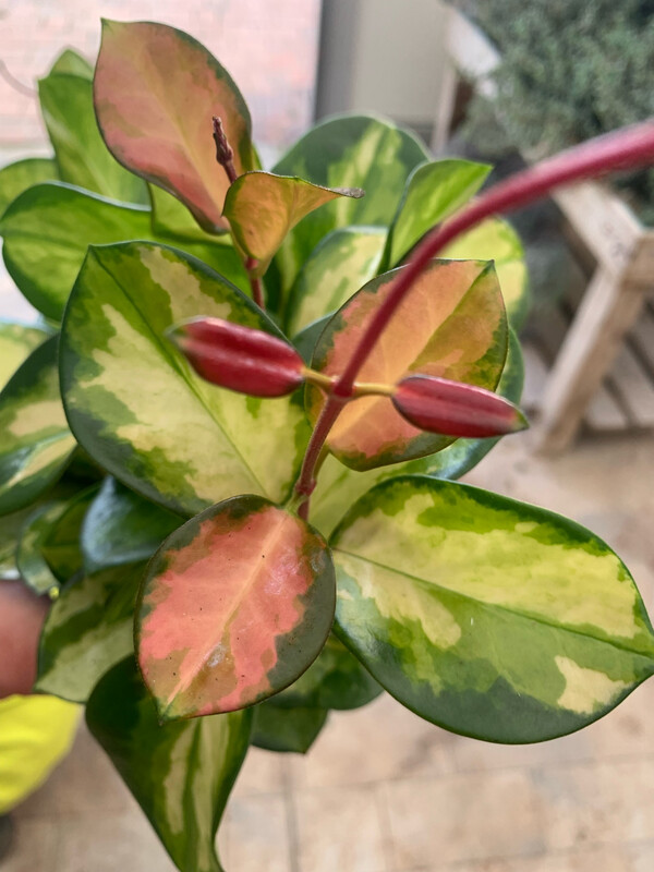 Hoya Australis Lisa, Fiore di Cera - vaso Ø12 cm