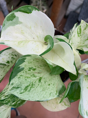 Epipremnum Pinnatum " Happy leaf " - Photos - Potos - Potus - Photus - vaso 12 cm