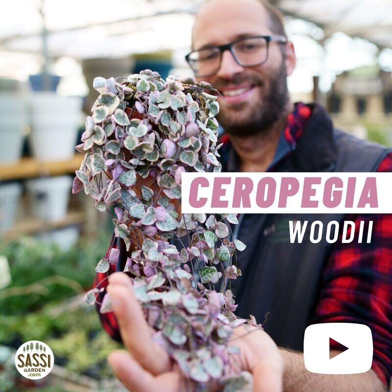 Ceropegia Woodii variegata Pink, Rosa, Collana di Cuori, String of Hearts, Collana d&#39;Amore - vaso Ø14cm