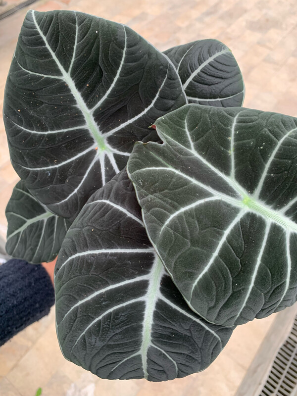 Alocasia Black Velvet, Alocasia Reginula - vaso Ø12 cm Alocasia Black Velvet, Alocasia Reginula - vaso Ø12 cm