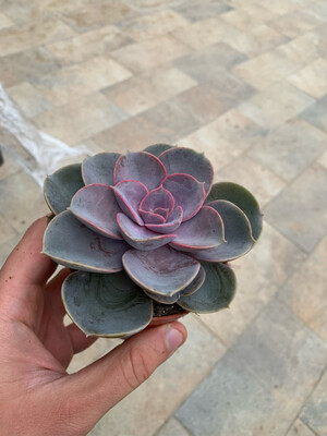 Echeveria spp. &#39;Perle Von Numberg&#39; - vaso Ø8 cm