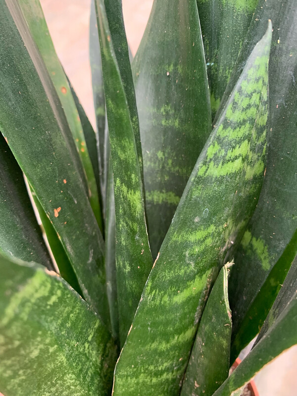 Sansevieria trifasciata 'Black Coral' - vaso Ø14 cm, h 38 cm