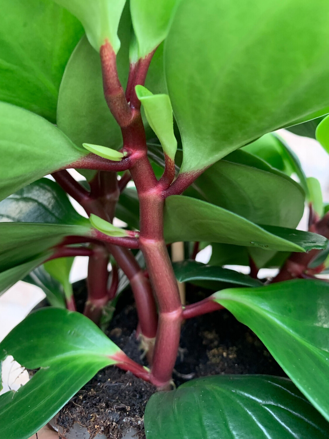 Peperomia obtusifolia &#39;Red Canyon&#39; - vaso Ø15 cm