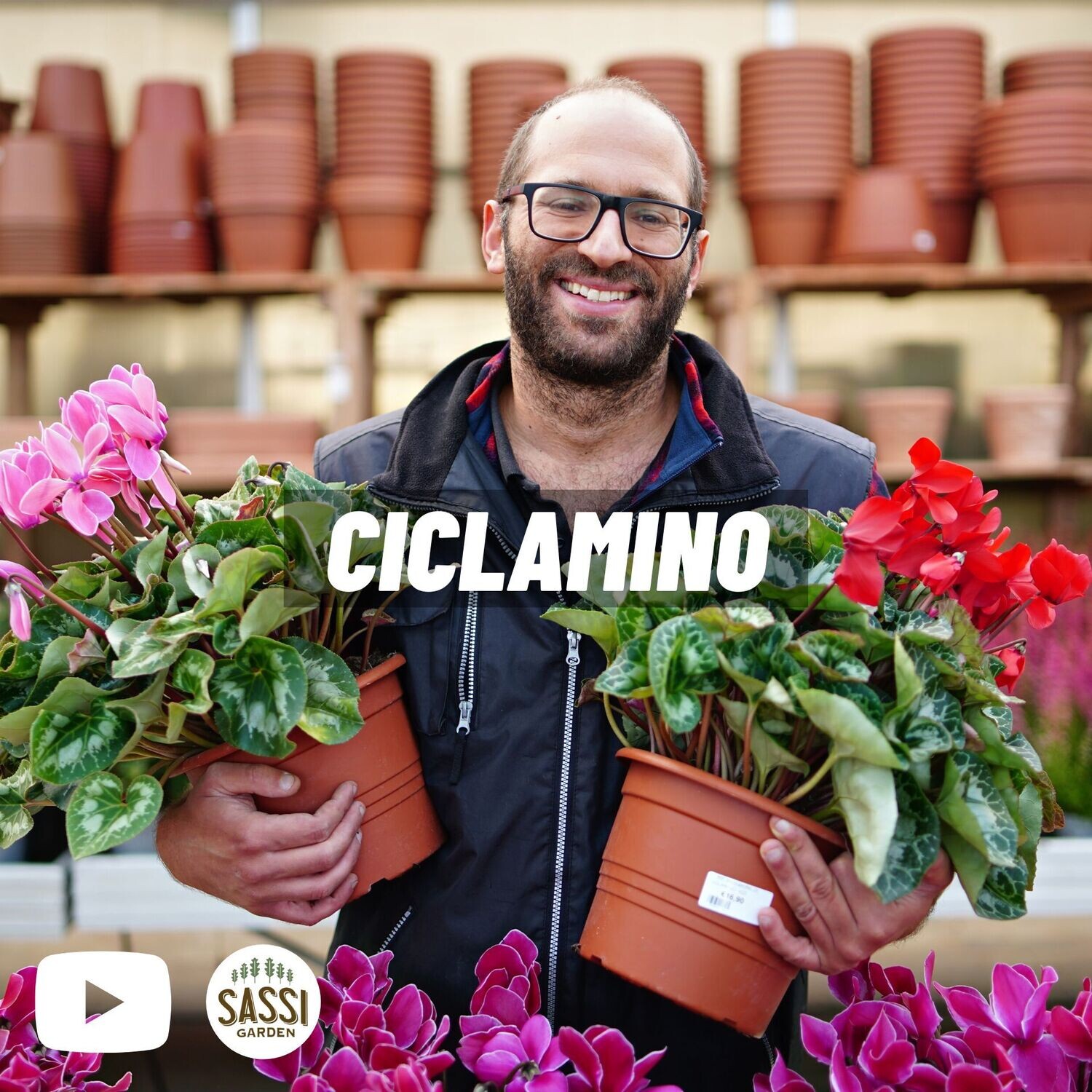 Ciclamino - Cyclamen persicum vaso 15 cm vaso coccio