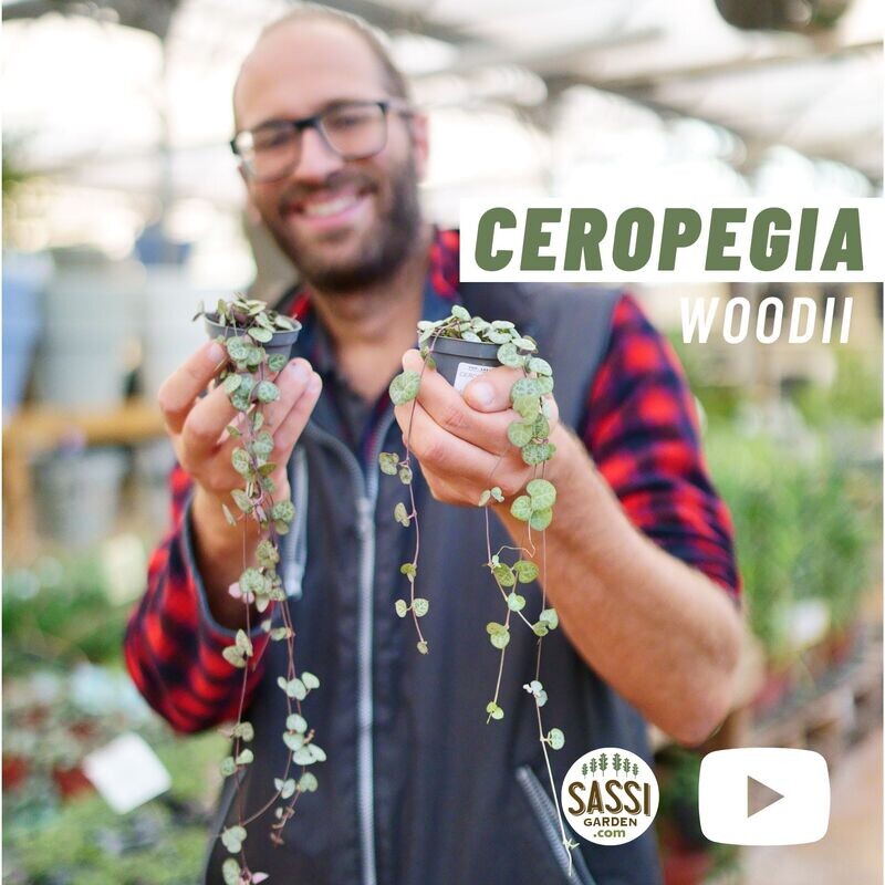 Ceropegia Woodii, Collana di Cuori, String of Hearts, Collana d&#39;Amore - vasoØ8 cm