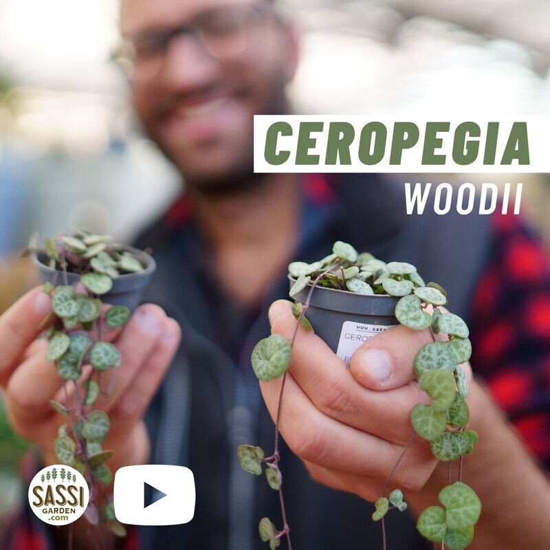 Ceropegia Woodii, Collana di Cuori, String of Hearts, Collana d'Amore - vasoØ8 cm