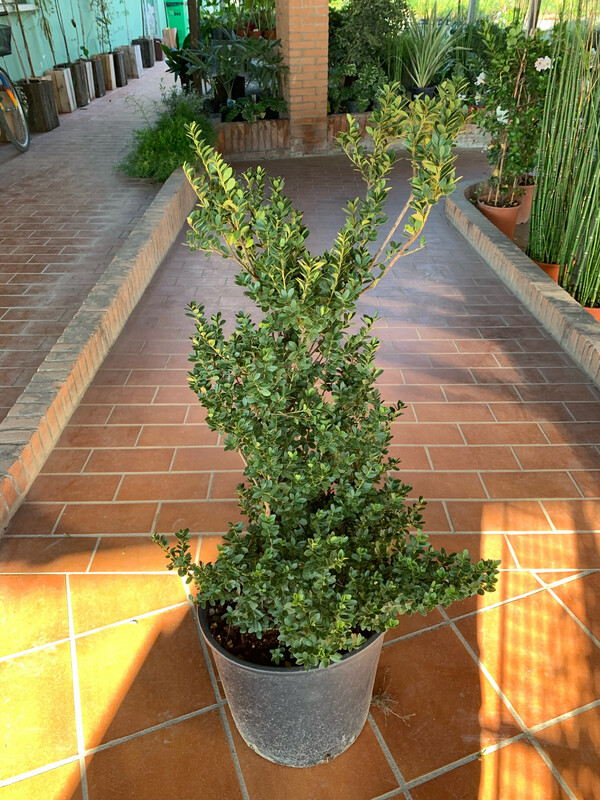 Ilex Crenata Fastigiata Vaso 28