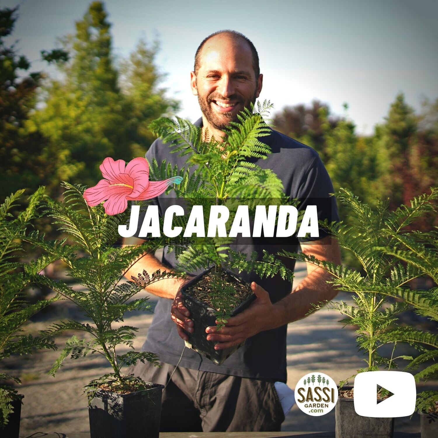 Jacaranda mimosifolia - Albero Glicine - Albero dei violini - vaso 2,5 litri h 70-80 Albero Glicine