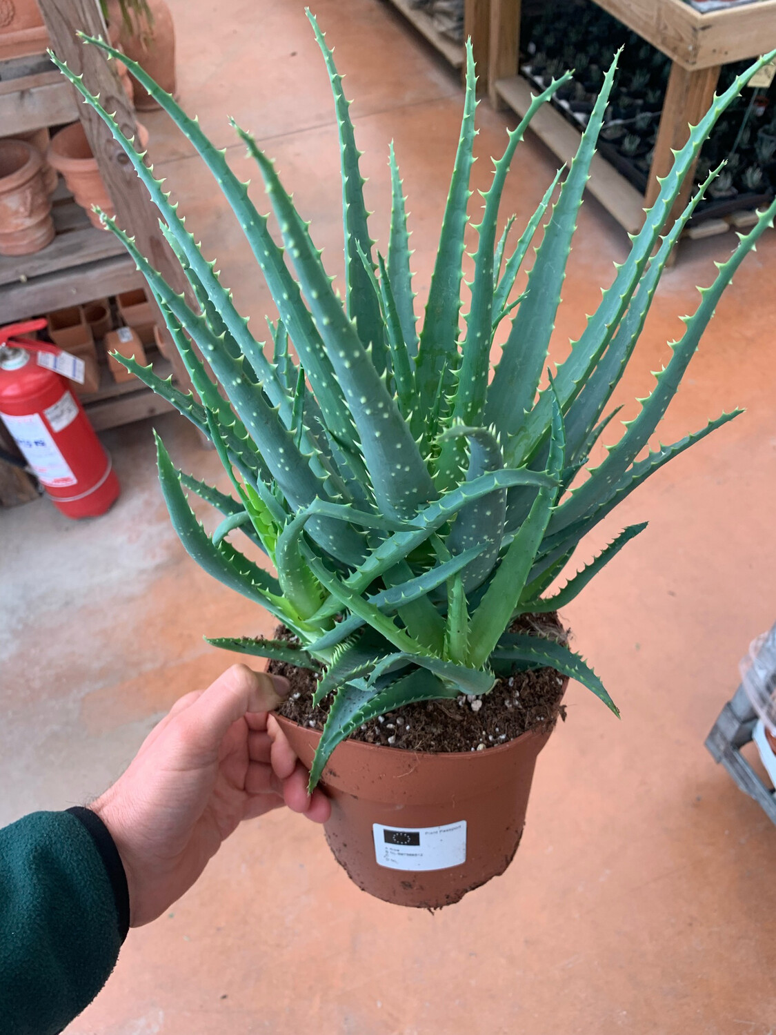 Aloe Arborescens - vaso Ø17 cm