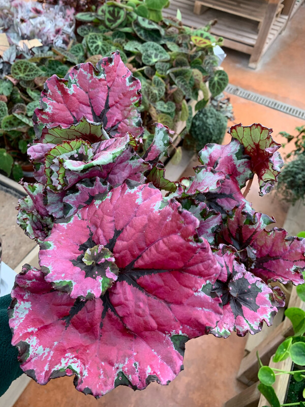 Begonia &#39;Magic Colours Ballroom&#39; - vaso Ø13 cm