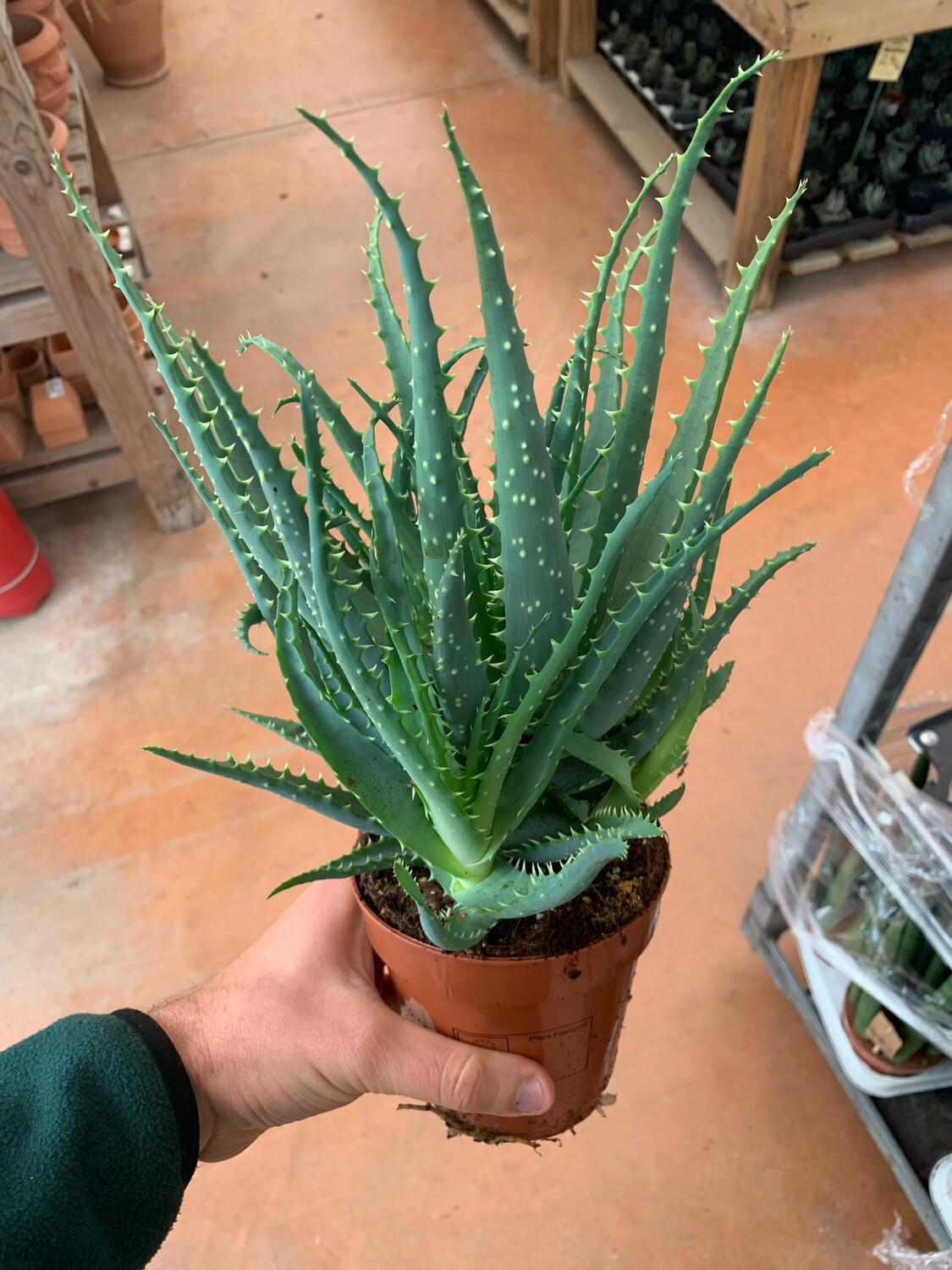 Aloe Arborescens v12