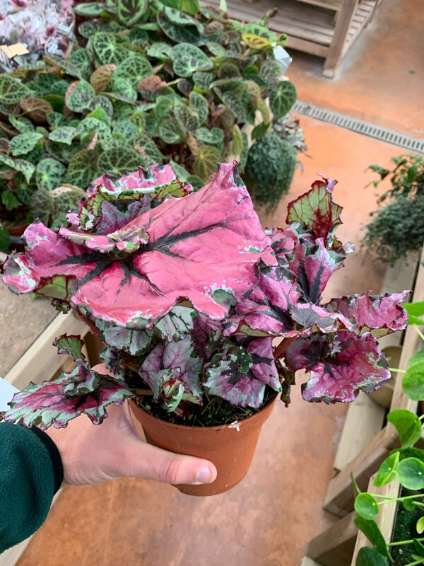 Begonia 'Magic Colours Ballroom' - vaso Ø13 cm