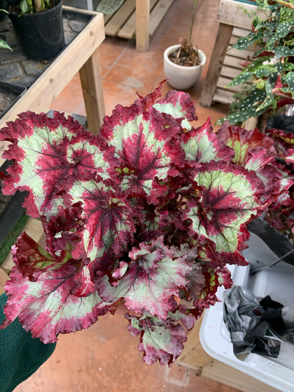 Begonia 'Fandango' - vaso Ø13 cm