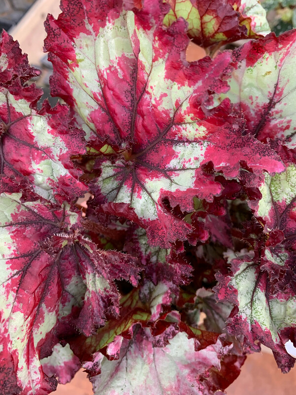 Begonia &#39;Fandango&#39; - vaso Ø13 cm