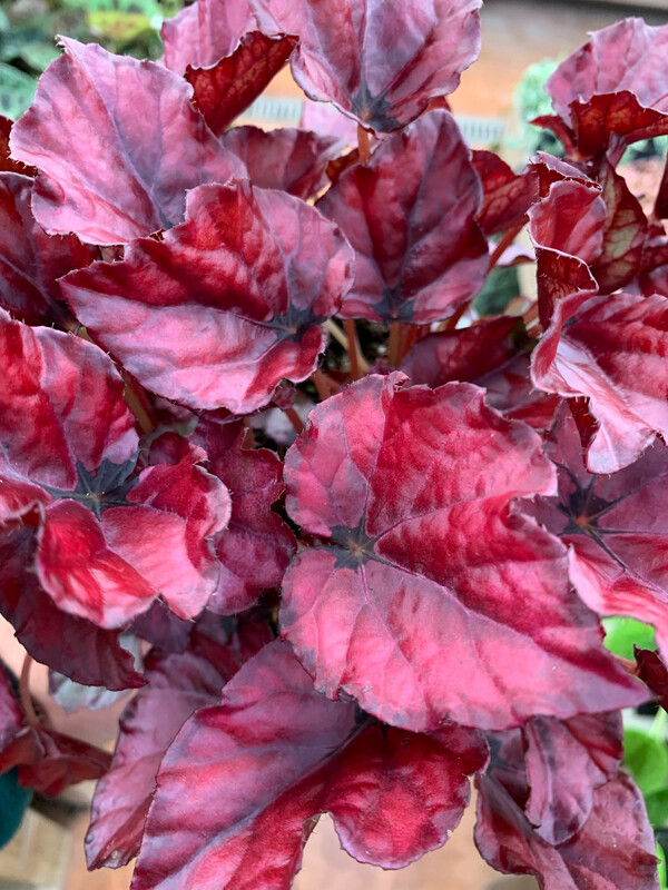 Begonia Magic Colours Red Bull - vaso Ø8.5 cm