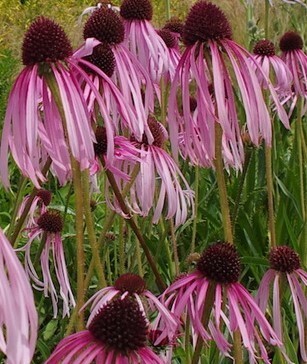 Echinacea purpurea &#39;Pallida&#39; - vaso 12cm quadrato