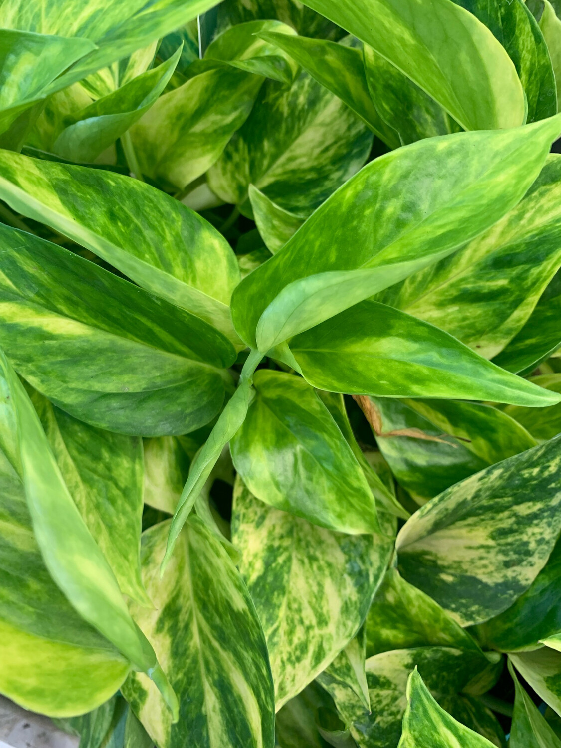 Epipremnum aureum 'Hicolor' ricadente, Potus, Potos, Pothos, Photus - vaso Ø12 cm