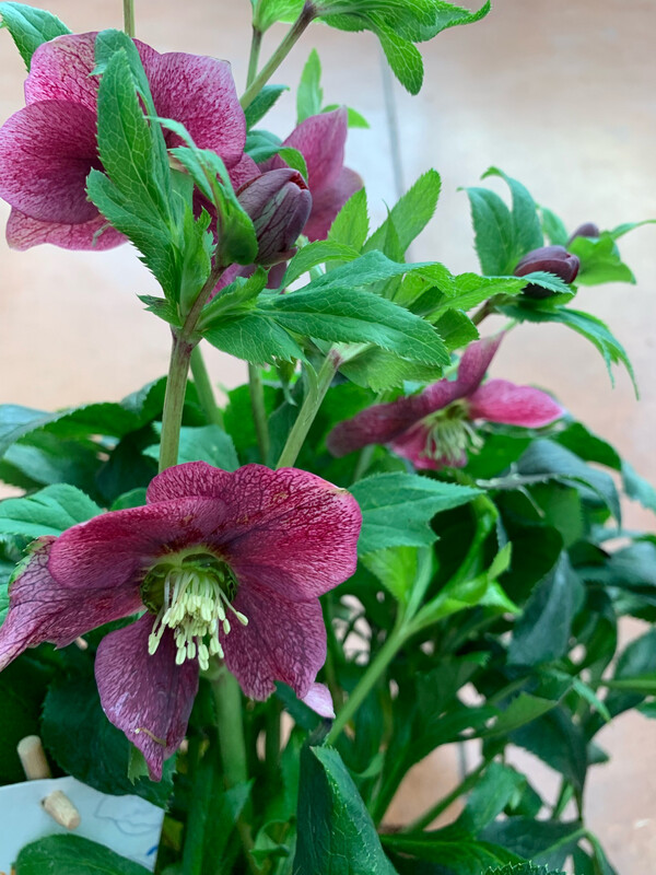 Helleboro Helleborus Orientalis Victoria, Elleboro - vaso Ø17 cm