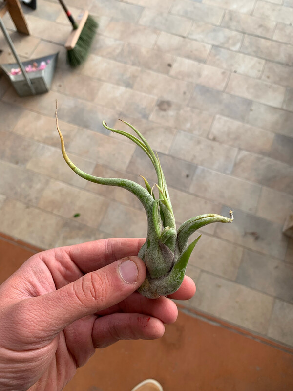 Tillandsia caput medusa