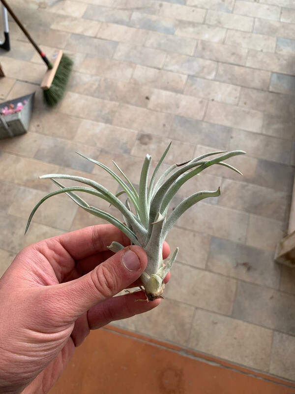 Tillandsia Harissi