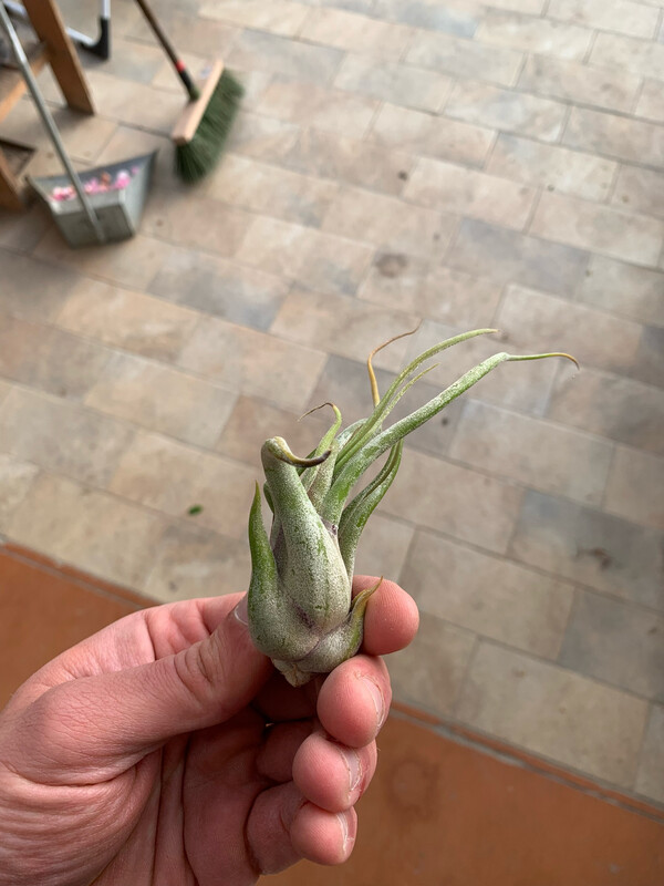 Tillandsia caput medusa