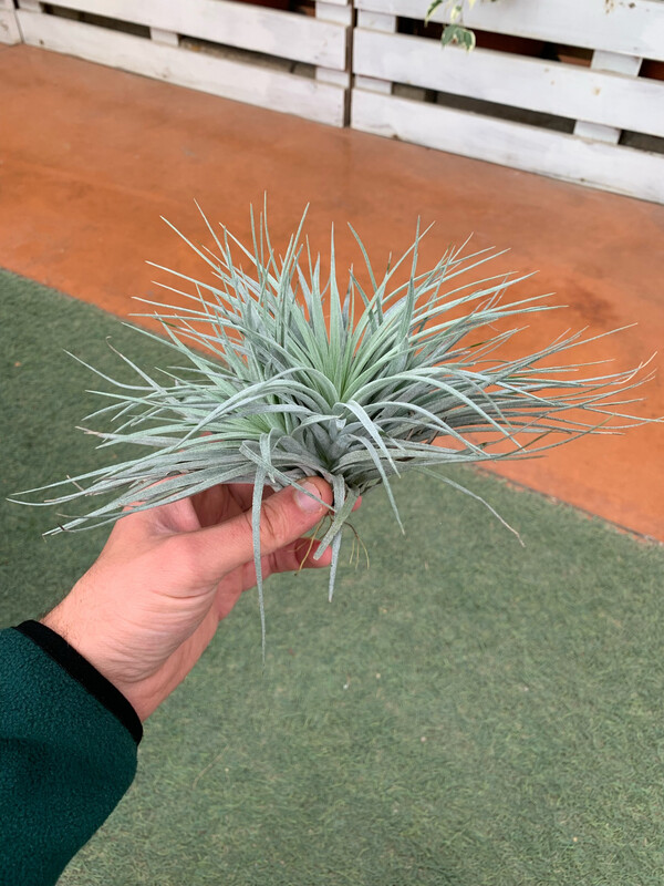 Tillandsia Silver