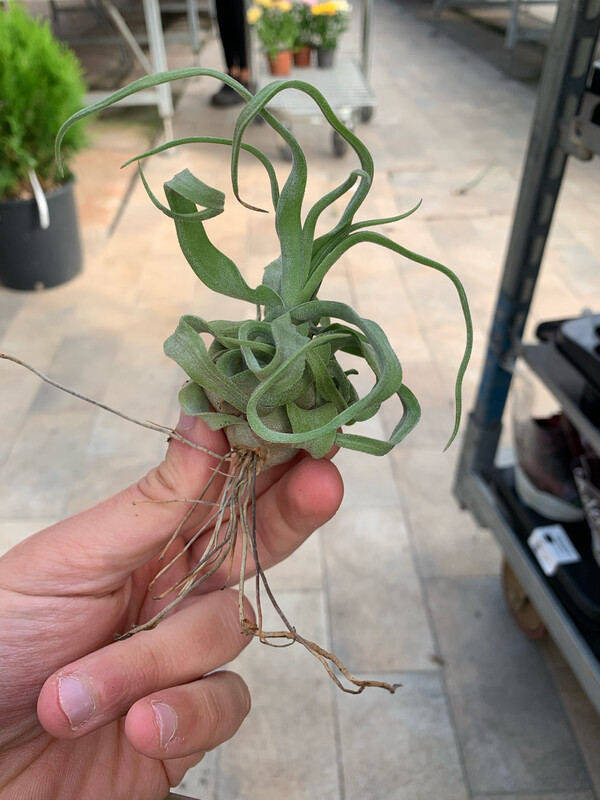 Tillandsia  Streptophylla