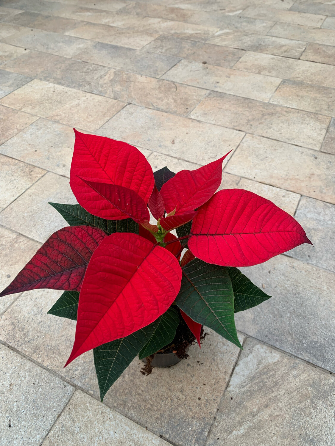 Stella Di Natale - Euphorbia pulcherrima - Poinsettia - vaso 10 Stella Di Natale - Euphorbia pulcherrima - Poinsettia - vaso 10